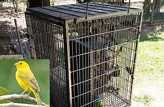 Polícia ambiental fecha o cerco contra traficantes de aves silvestres em MS