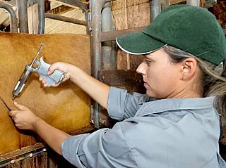 Governo ouve Famasul e prorroga vacina contra aftosa no Pantanal