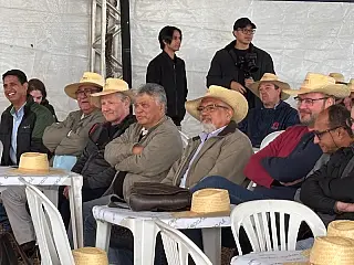 Variedades de mandioca para indústria são lançadas em MS