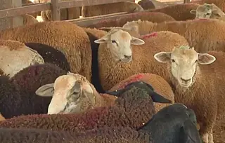 Criadores de caprinos e ovinos de MS devem regularizar estoques de rebanhos, alerta Iagro