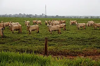 Sindicato Rural e Senar trazem a Dourados projeto para desenvolver pecuária de corte