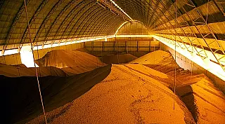 Desconto para compra de milho no balcão é prorrogado pelo governo