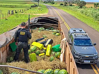 Carreta de milho levava 15 ton de maconha