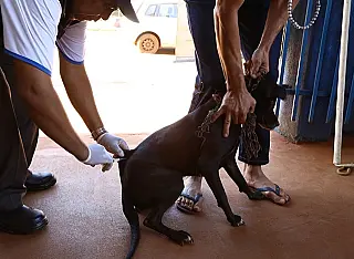 CCZ intensifica campanha de vacinação em cães e gatos em Dourados