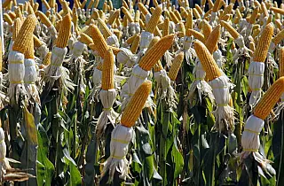 Renda agropecuária do Estado deverá ficar em R$ 76,2 bilhões no ano