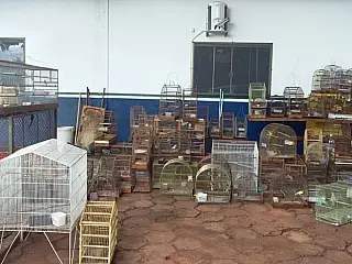 PMA apreende 74 aves criadas em cativeiro em Dourados