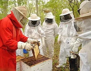 Senar oferece assistência técnica gerencial em apicultura
