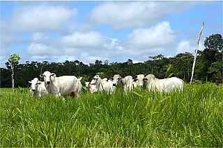 Em Mato Grosso do Sul arroba está em compasso de espera