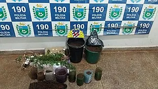 Polícia Militar identifica plantação de maconha com auxilio de drone