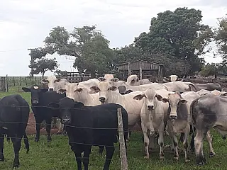 IBGE aponta que abate bovino volta a crescer após 2 anos em queda; MS fica em 2º lugar