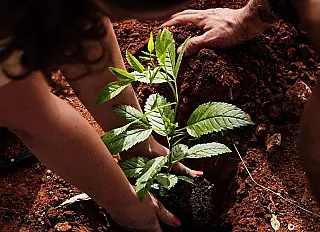 Empresa de Bonito ajuda a plantar o futuro