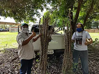 Aldeias vão produzir mandioca com variedades fornecidas pela Embrapa