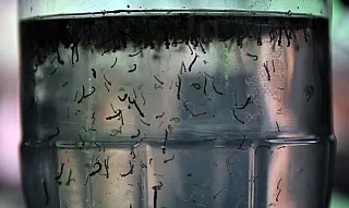 Governo cria centro para monitorar dengue