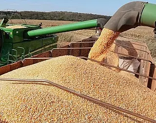 Tempo seco e quente acelera final da colheita do milho no Estado