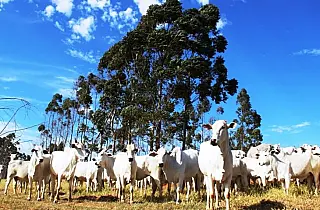 Prazo termina com mais de 97% dos rebanhos cadastrados em MS