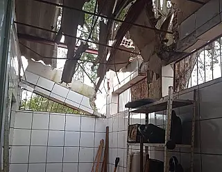 Árvore cai sobre telhado de escola