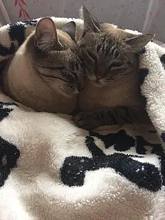 Seminário sobre combate a maus-tratos de cães e gatos