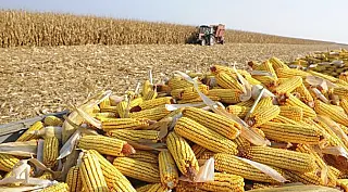 Castigado pela seca, Mato Grosso do Sul inicia colheita do milho