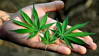 Anvisa inclui a 'maconha' na lista brasileira de plantas medicinais