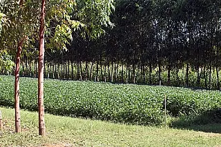 Mantida validade de artigos do Código Florestal pelo Supremo Tribunal Federal