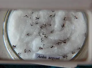 Ceará já registra mais de 13 mil casos de chikungunya neste ano