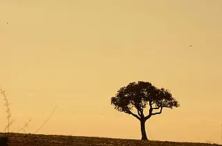 Sexta-feira tem previsão de altas temperaturas e tempo seco em MS