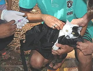 Zoonoses acelera campanha antirrábica para cumprir metas