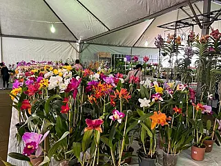 Expoflor segue até domingo na Praça Antônio João