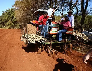 Sementes e mudas estimulam agricultura familiar na Reserva Indígena