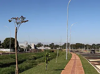 Avenida dos Ipês ganha 360 mudas