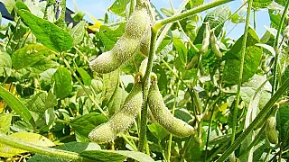 IBGE - Mato Grosso do Sul espera cadastrar 2.6 milhões de hectares de soja plantados