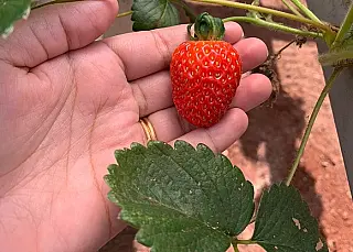 Projeto antecipa produção de morangos em estufa