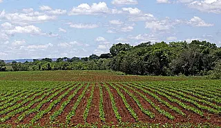 Plantio da soja em MS segue proibido até o dia 15 de setembro