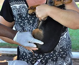 CCZ mantém campanha itinerante de vacinação em animais