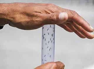 Teste possibilita o diagnóstico instantâneo da dengue