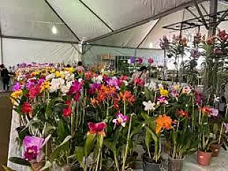 9ª edição da Expo-Flor começa dia 31 na Praça Antônio João