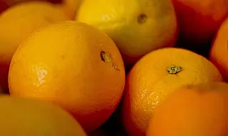 Iagro alerta sobre perigo na compra de mudas irregulares