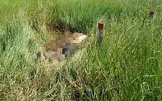 Homem não identificado é encontrado morto em matagal
