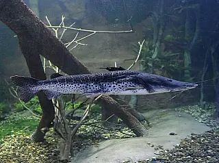 Pintado é liberado para pesca no Estado