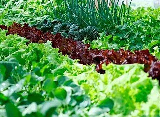 Chuvas ajudam e preços de verduras caem 20%