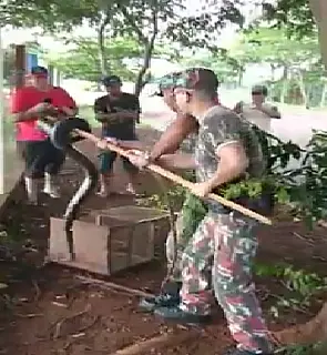 Policia Militar Ambiental captura sucuri em parque de Dourado