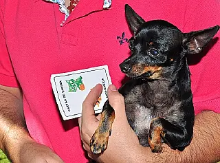 CCZ vacina cães e gatos no Parque Alvorada e Altos do Indaiá neste sábado