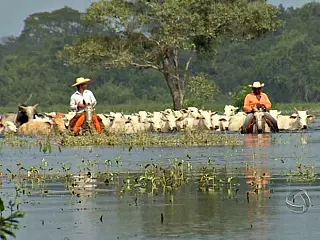 Pantaneiros tem rotina diferenciada com cheia no rio Miranda