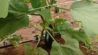 Berinjela e jiló ganham espaço nas hortas de agricultores em Mato Grosso do Sul