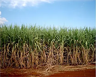 Produção total de cana em MS cresceu 3,3% na safra 2016/2017