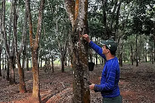 Produção de borracha deve gerar 4 mil vagas de emprego até 2020
