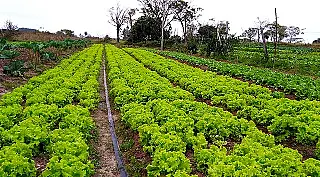 Elevação da produtividade e rentabilidade é o desafio da agricultura familiar