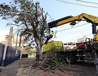 Prefeitura já replantou mais de mil mudas