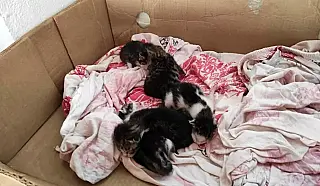 Homem arremessa filhotes de gatos para casa da vizinha