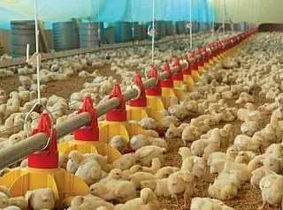 FCO aprova R$ 159 milhões em mais 210 aviários para MS